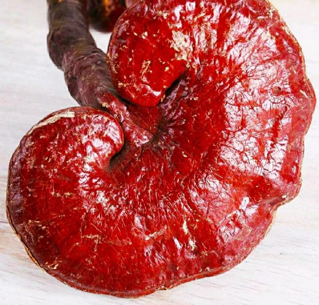 赤灵芝横切面显微结构示意图