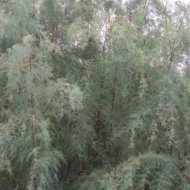 红荆条