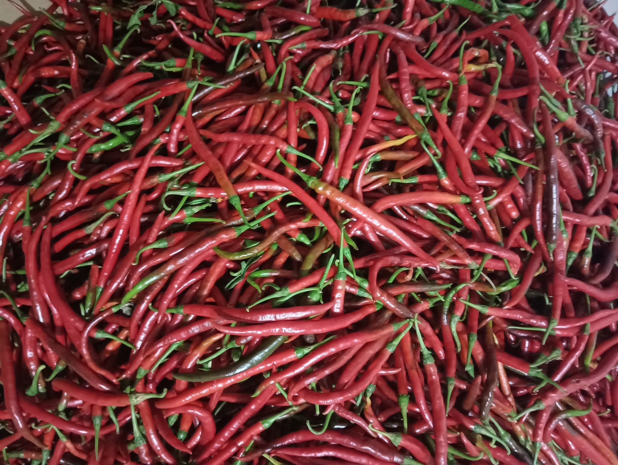 厨房场景中厨师使用新鲜朝天椒制作料理