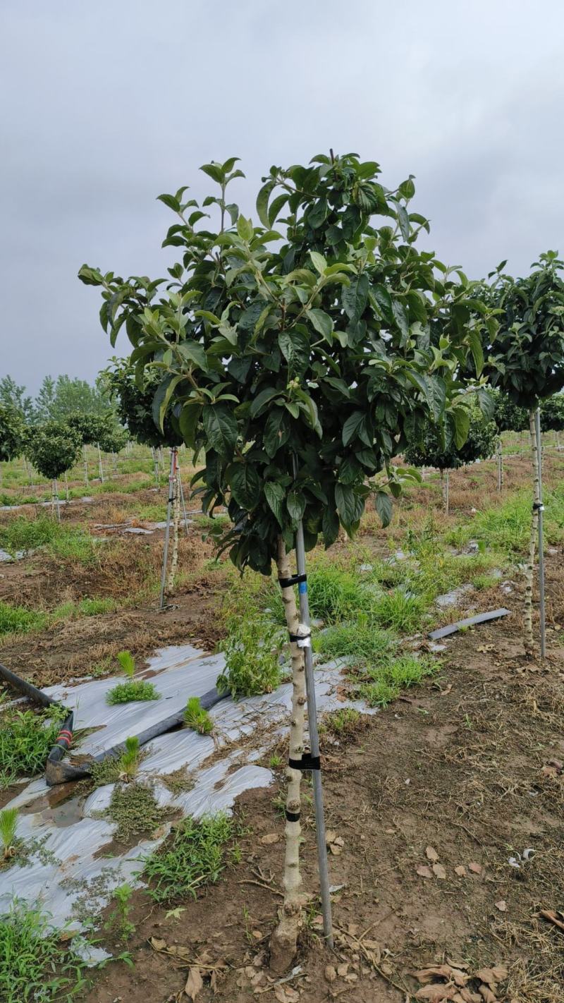 [木绣球批发]中华木绣球价格5000.00元/棵 - 一亩田