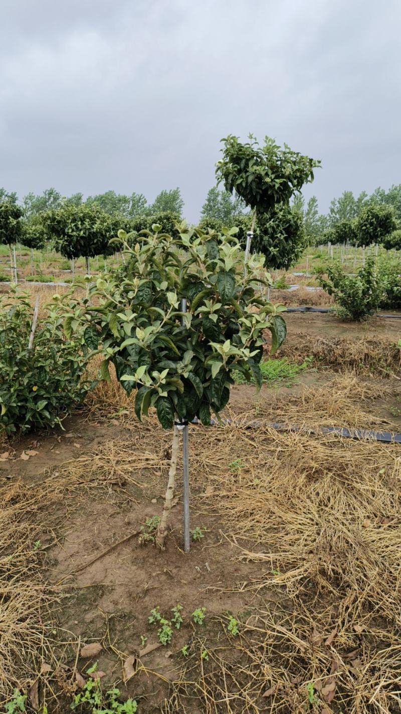 [木绣球批发]中华木绣球价格5000.00元/棵 - 一亩田