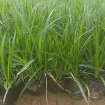 【荐】崂峪苔草种植基地基地直发可视频看货