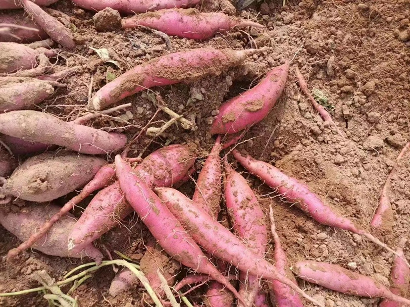 商薯19采收现场图