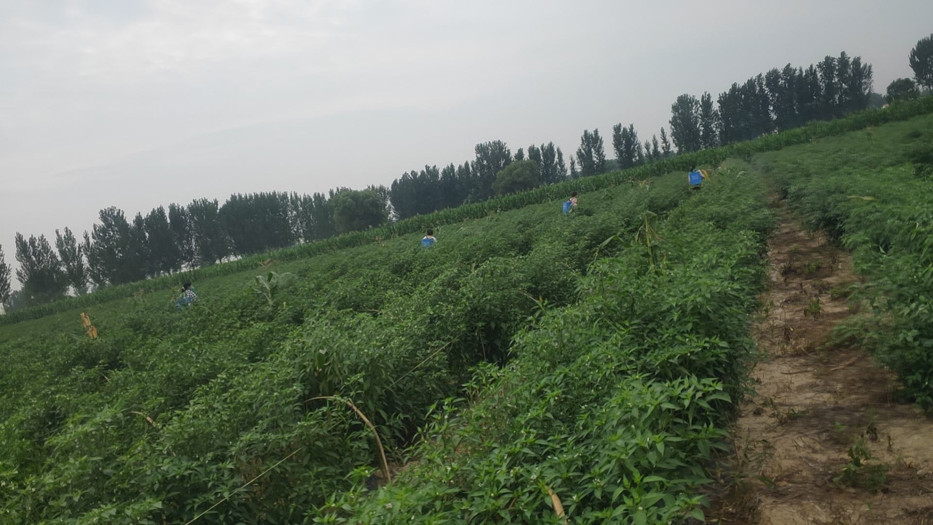 花溪小米椒晾晒与初加工场景