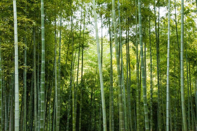 一片茂密的热带雨林中,高大的山竹树矗立其中,树冠浓密,枝叶繁盛,地面覆盖着腐殖质层,周围有散落的成熟紫色山竹果实,阳光透过林冠形成光斑,体现高温高湿的生态环境 山竹原生热带雨林生长环境