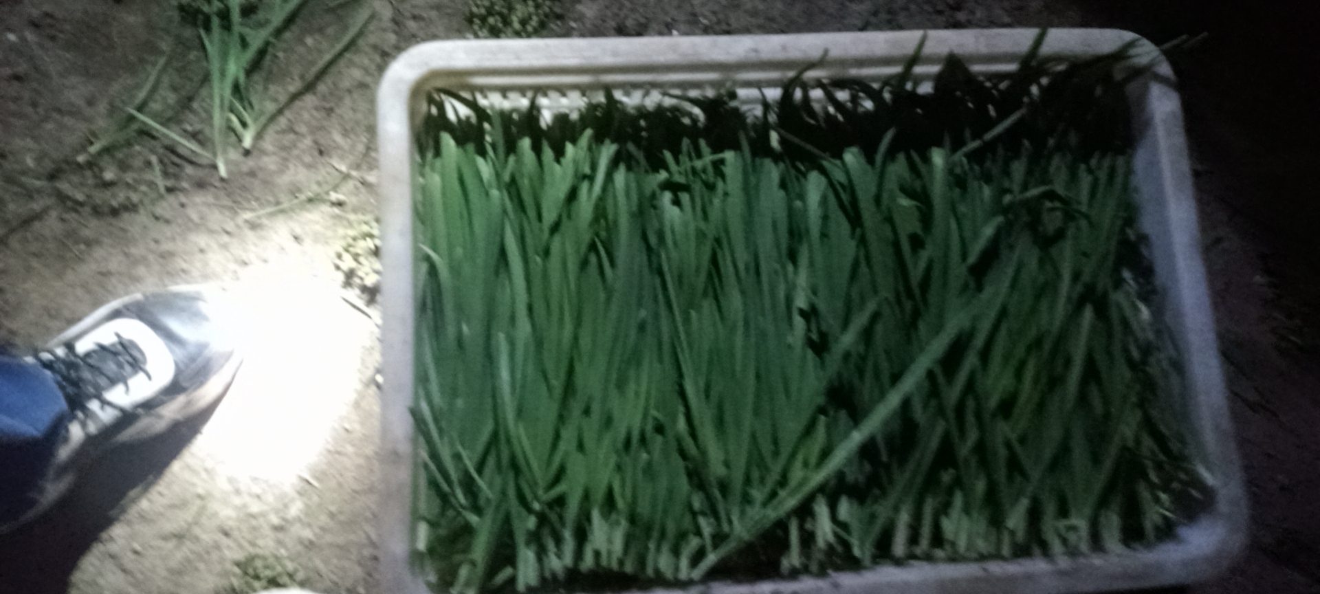 白菜与韭菜混合馅料制作过程