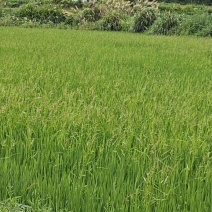 优质水稻，无农药，有机肥