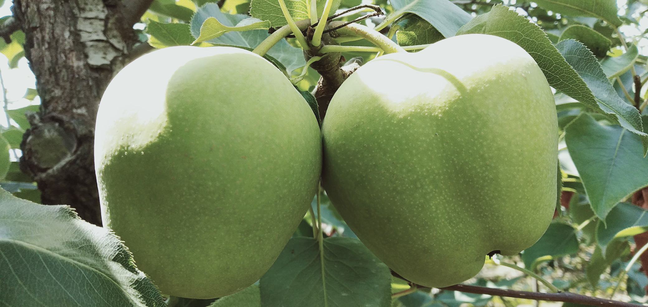 果园中的皇冠水晶梨