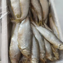 马鱼咸