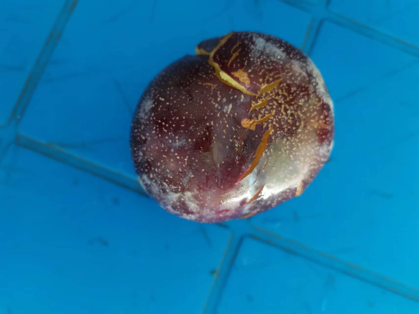 黑布林李子特写