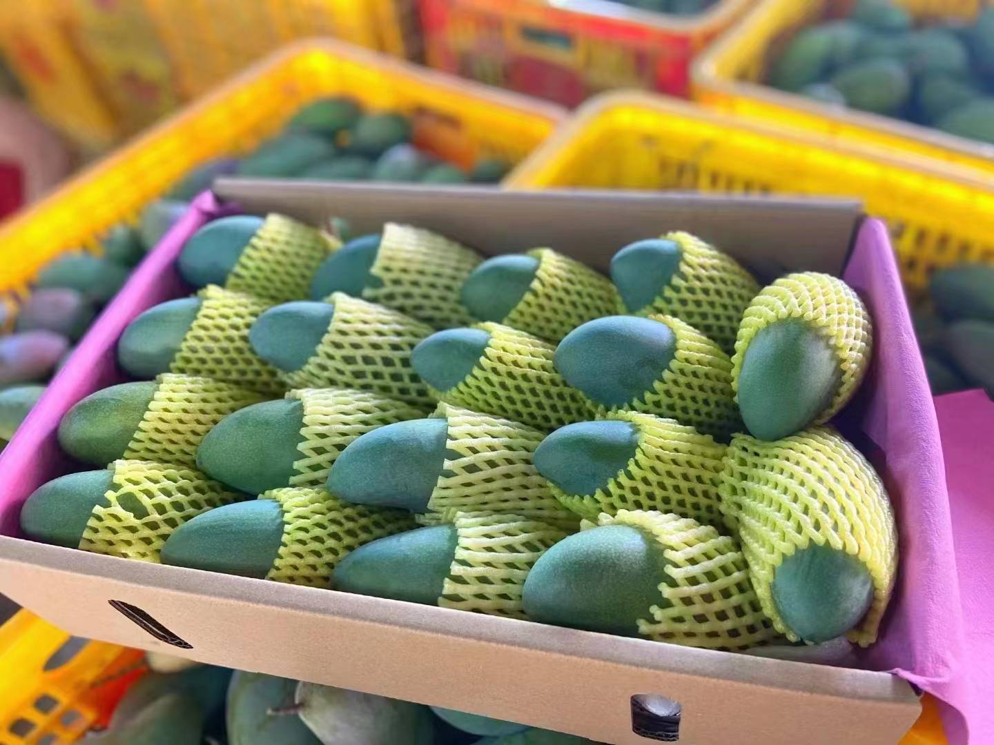 桂七芒产品展示