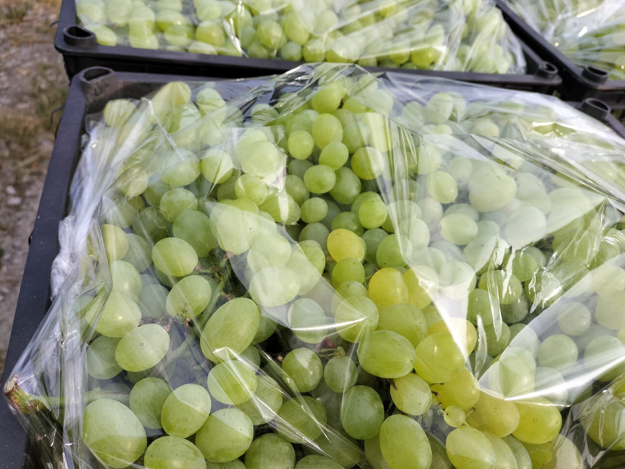 青提智能化分选与定制化包装产线:全自动光学分选设备对青提进行糖度、尺寸、外观三维质检,合格果装入可循环EPP保温箱,体现现代青提批发的科技化与标准化升级 现代化青提分选包装车间:全自动光学分选机正在运行,屏幕上实时显示糖度、大小、瑕疵识别结果;流水线旁工人将合格果装入EPP保温箱,箱盖印有“青提鲜达·24h冷链”LOGO