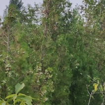 野生柏树种
