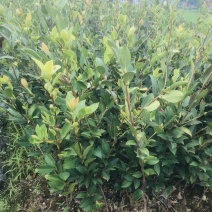 无病虫害油茶苗长期供货成活回报率高