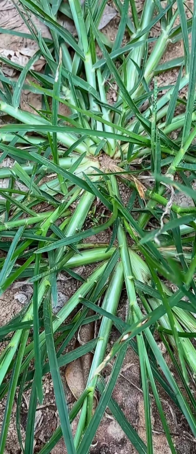 广东东莞牛筋草 100.00元/斤药草