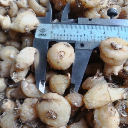 毛慈菇价格行情_今日毛慈菇价格多少钱一斤 _ 一亩田