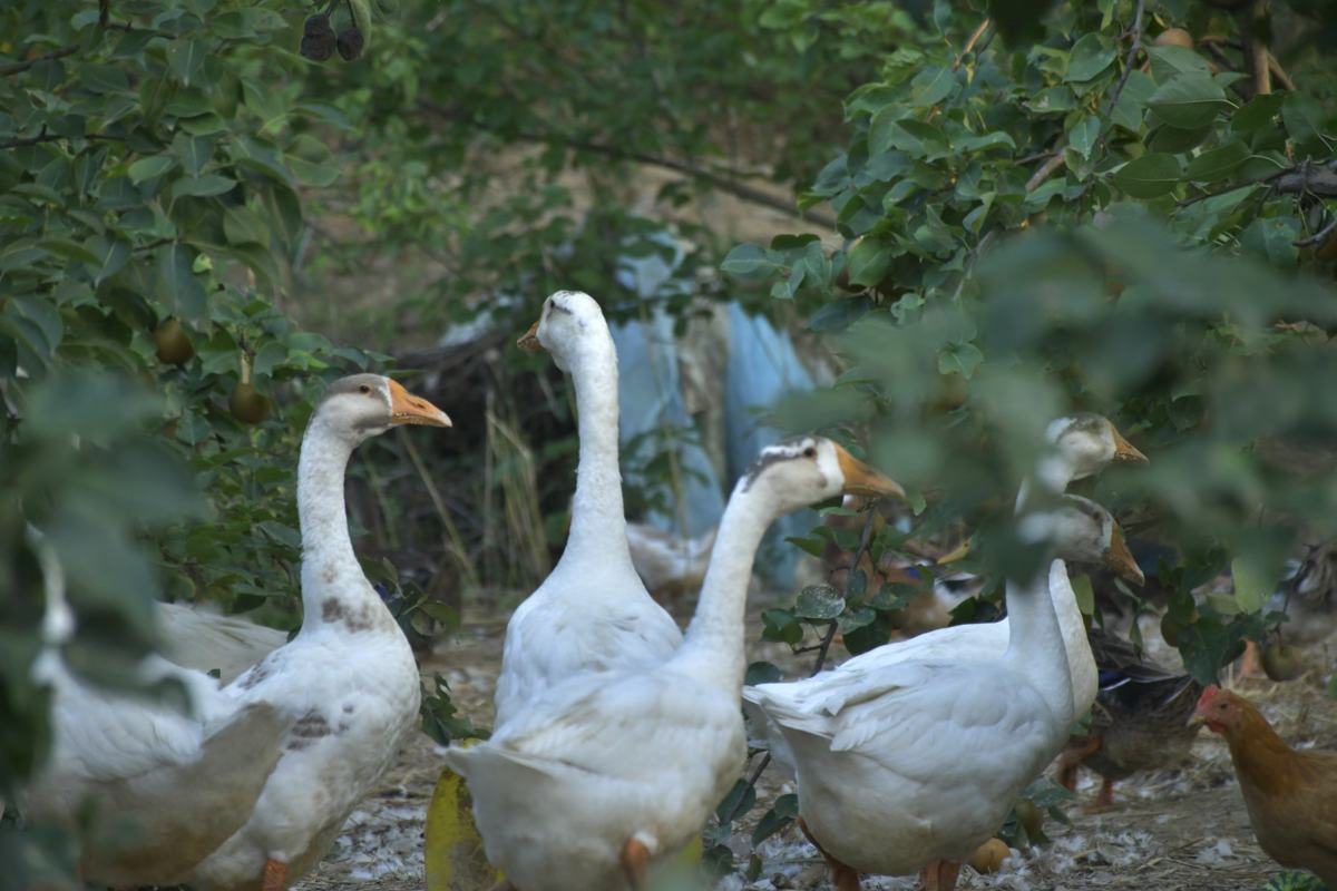 一只毛色光亮、活泼好动的小狮头鹅,站在草地上张望 选购健康的狮头鹅小鹅