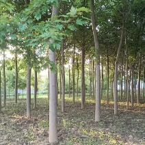 泡桐