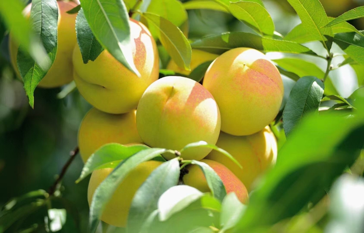 南非二号黄桃树挂满金黄果实的果园全景