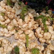 豆薯