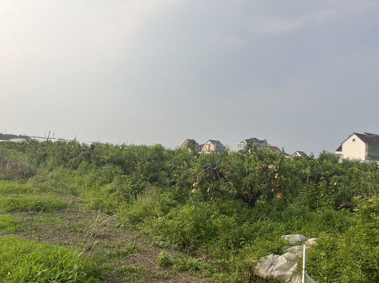 炎陵黄桃果园成熟景象