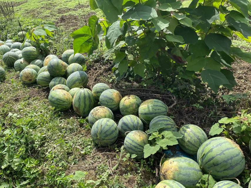 农户在田间采摘麒麟西瓜场景