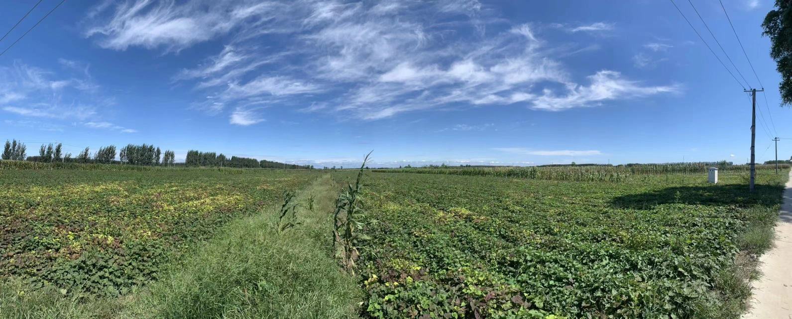 内蒙古烟薯田间采收作业现场