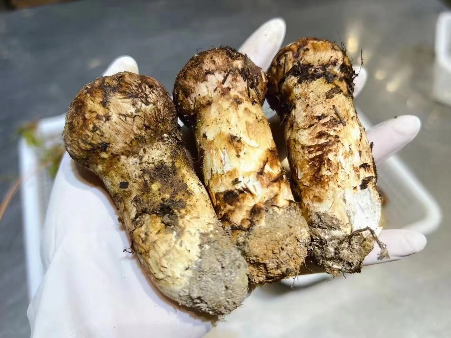 松茸蒸蛋成品图