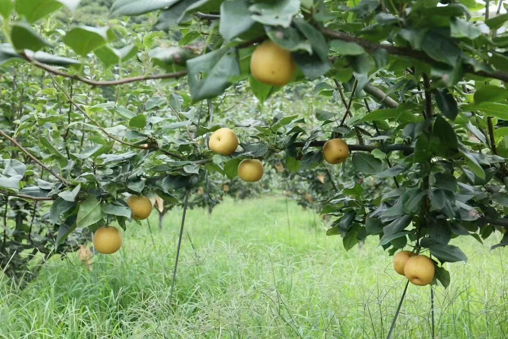 一片郁郁葱葱的鸭梨果园,果树上挂满了金黄色的鸭梨,阳光透过树叶洒在果实上,显得格外诱人 鸭梨果园
