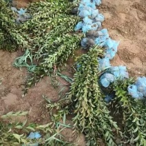 紫叶水腊