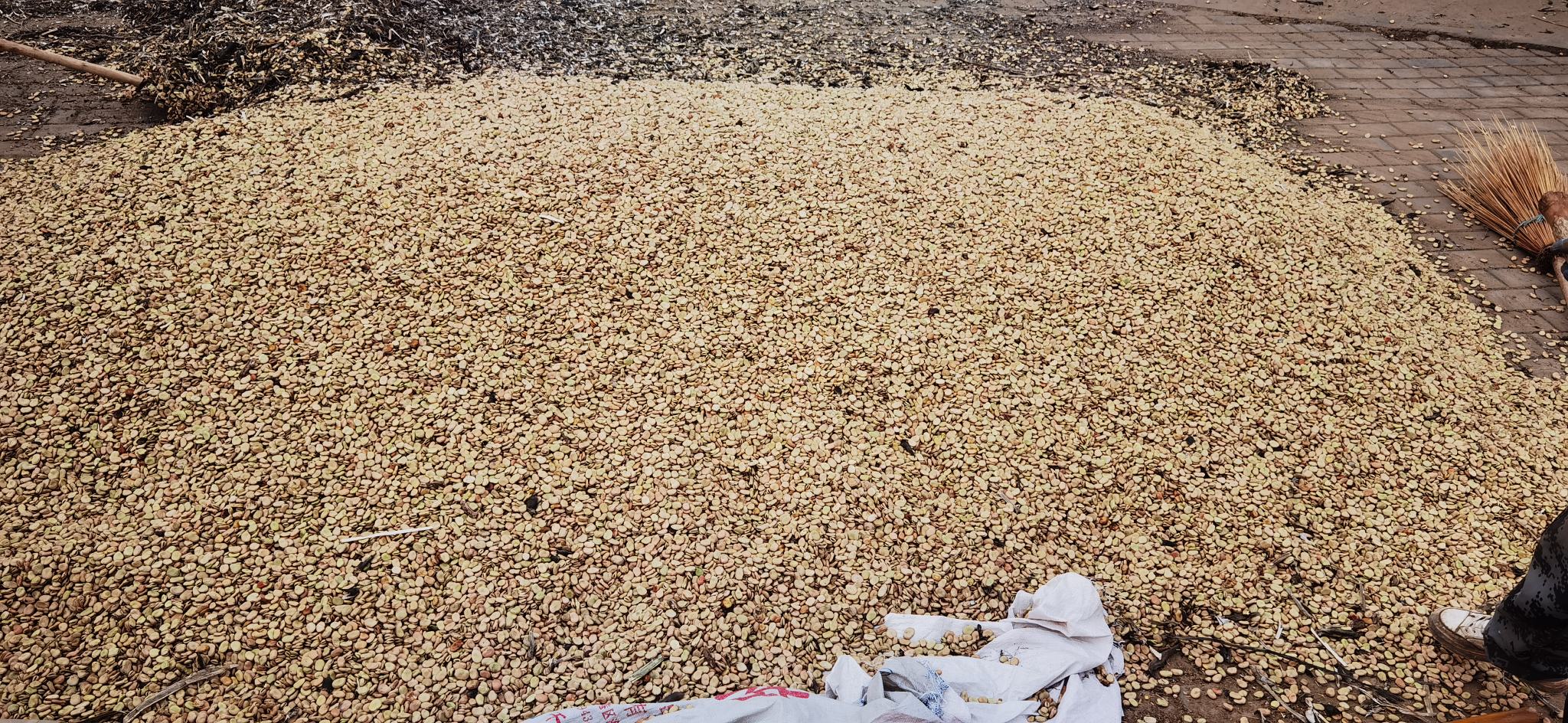 干蚕豆自然陈化过程中的典型色泽变化,展示安全范围内的均匀淡黄状态,用于辅助消费者识别非变质性发黄 干蚕豆自然陈化对比图:左侧为新收淡褐色干蚕豆,颗粒饱满有光泽;右侧为存放8个月的均匀淡黄色蚕豆,表面干燥、无斑点、无虫孔,粒型完整
