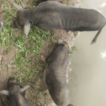 长泰自家农场散养香猪