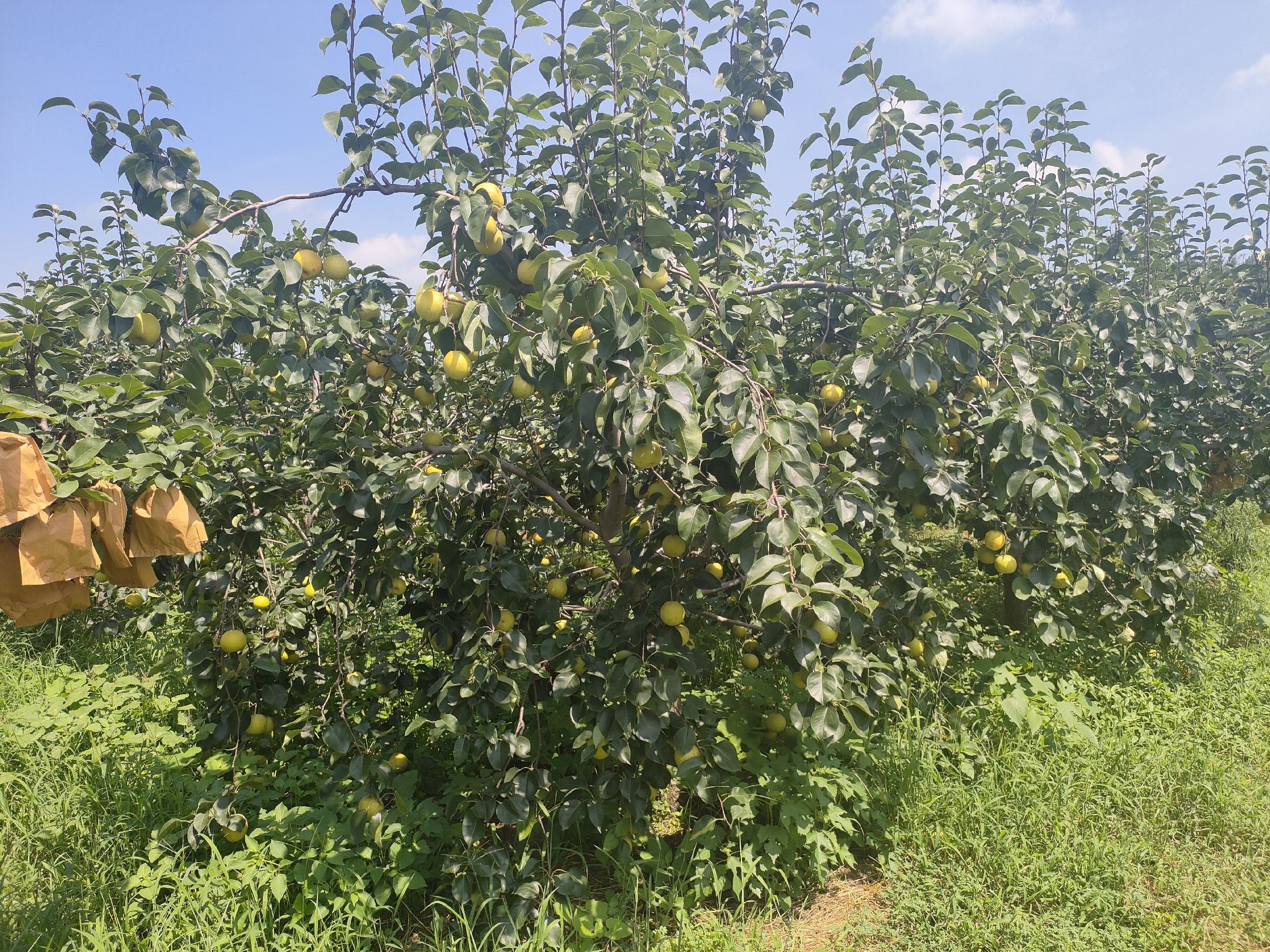 一片阳光照耀下的梨园,树上挂满了成熟的梨子,部分果实套着纸袋,农民正在采摘,远处可见成筐的黄金梨和皇冠梨分类堆放,体现规模化种植场景 果园中的梨树挂满果实
