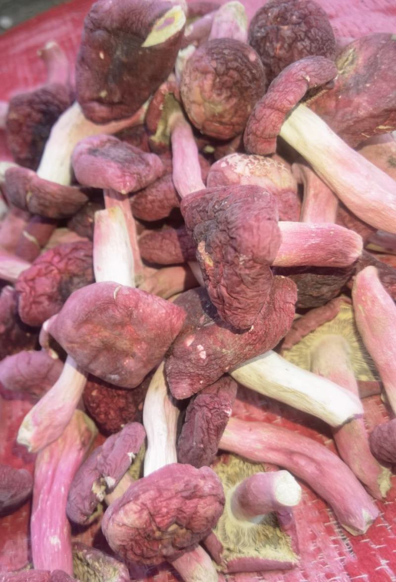 广西梧州藤县红菇 380.00元/斤广西象棋大红菇