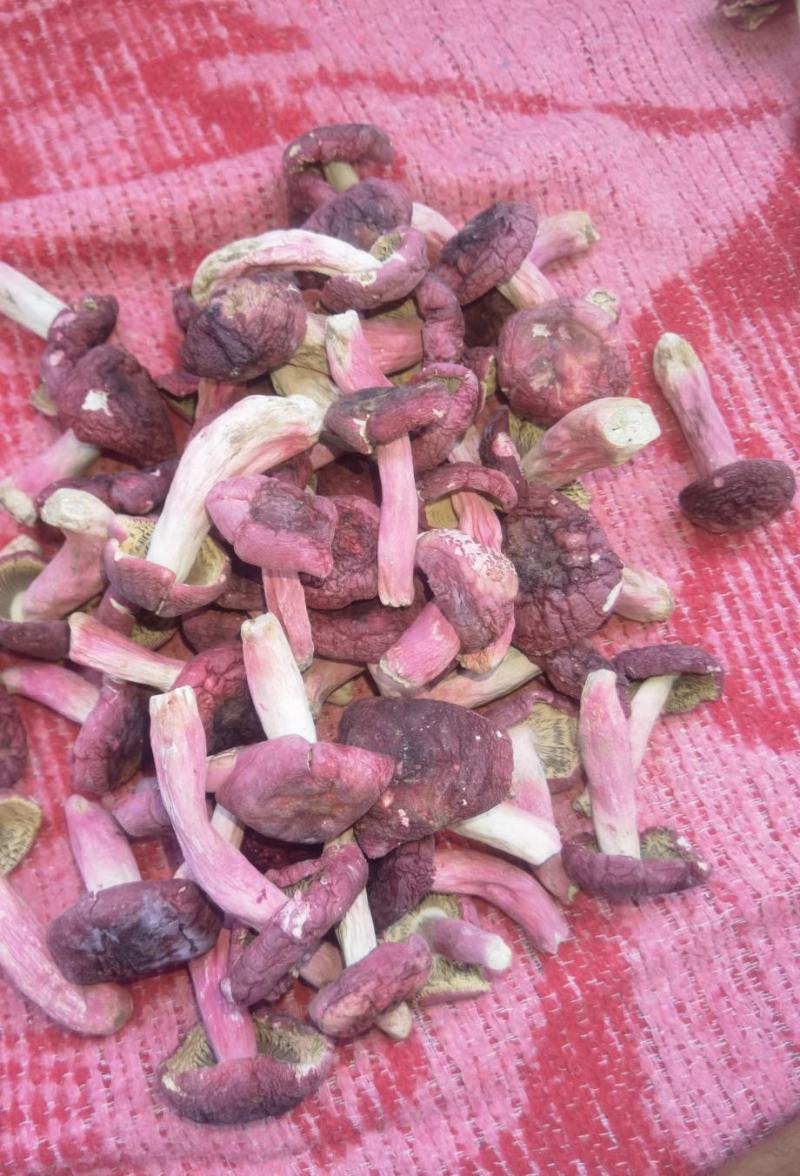 广西梧州藤县红菇 380.00元/斤广西象棋大红菇