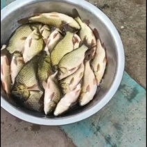 黄金鲫银鲫江都鲫常州鲫中科三号中科五号海大百龙鲫
