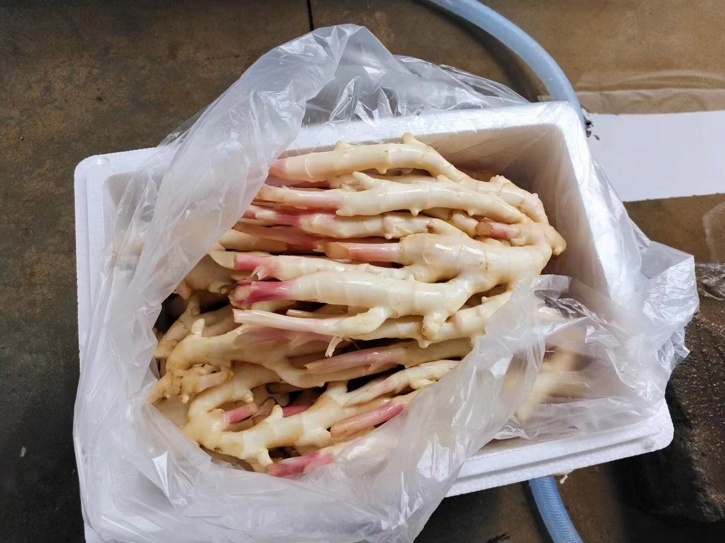 子姜与苹果醋浸泡过程特写