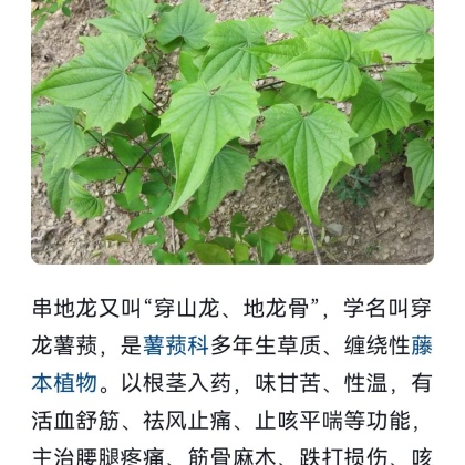 河北廊坊产地行情