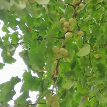 新鲜银杏果