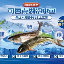 可鲁克湖冷水鱼