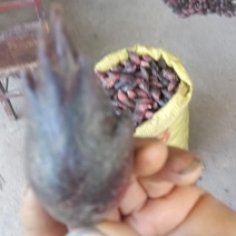 阳荷大量供应