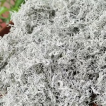 霉茶（健康茶）