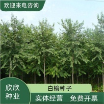 白榆树种子榆钱树防风林水土保持盐碱地造林林木种子