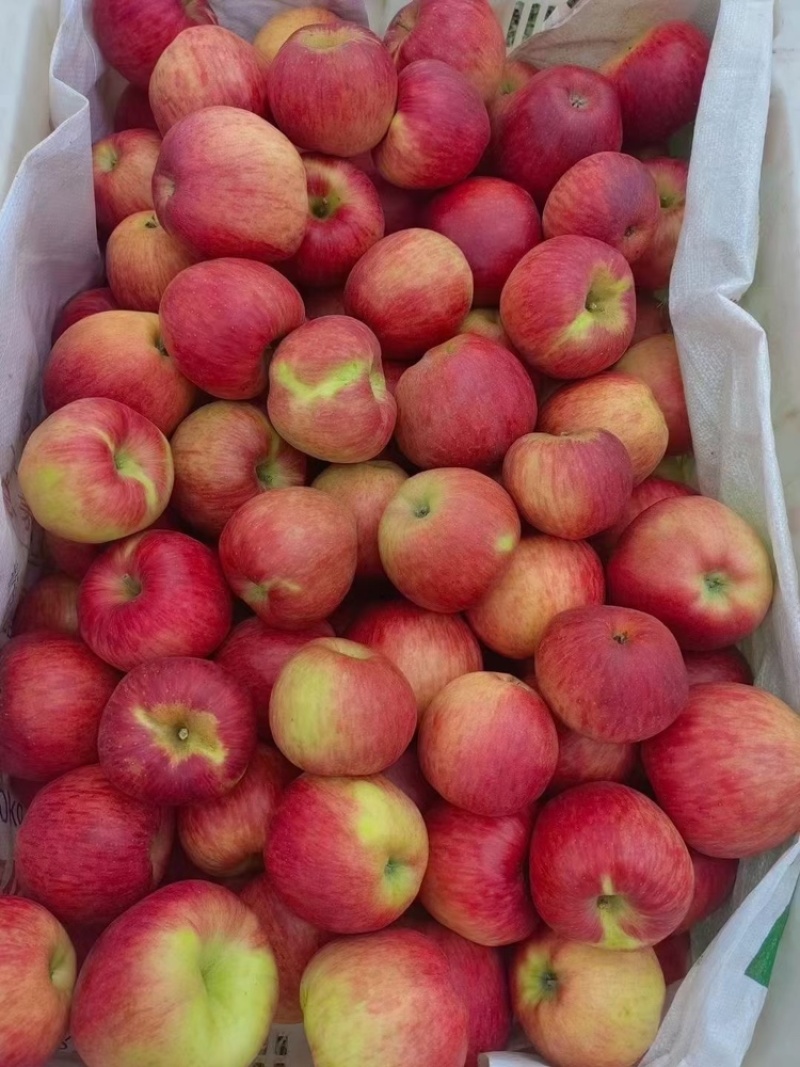 云南昭通红露苹果新鲜上市口感脆甜可视频看货