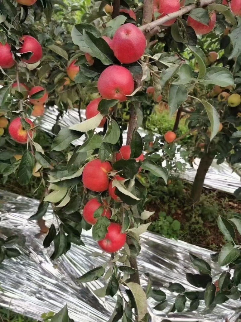 云南昭通红露苹果新鲜上市口感脆甜可视频看货