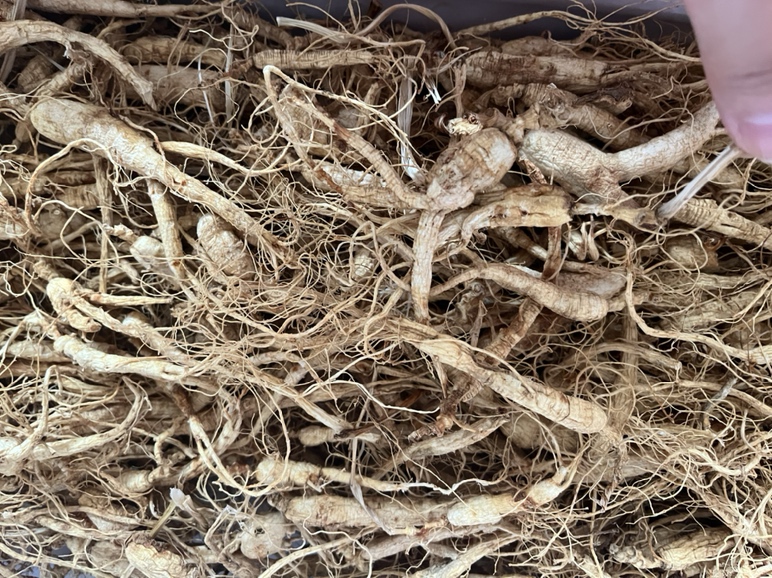 30年野山参整体形态特写