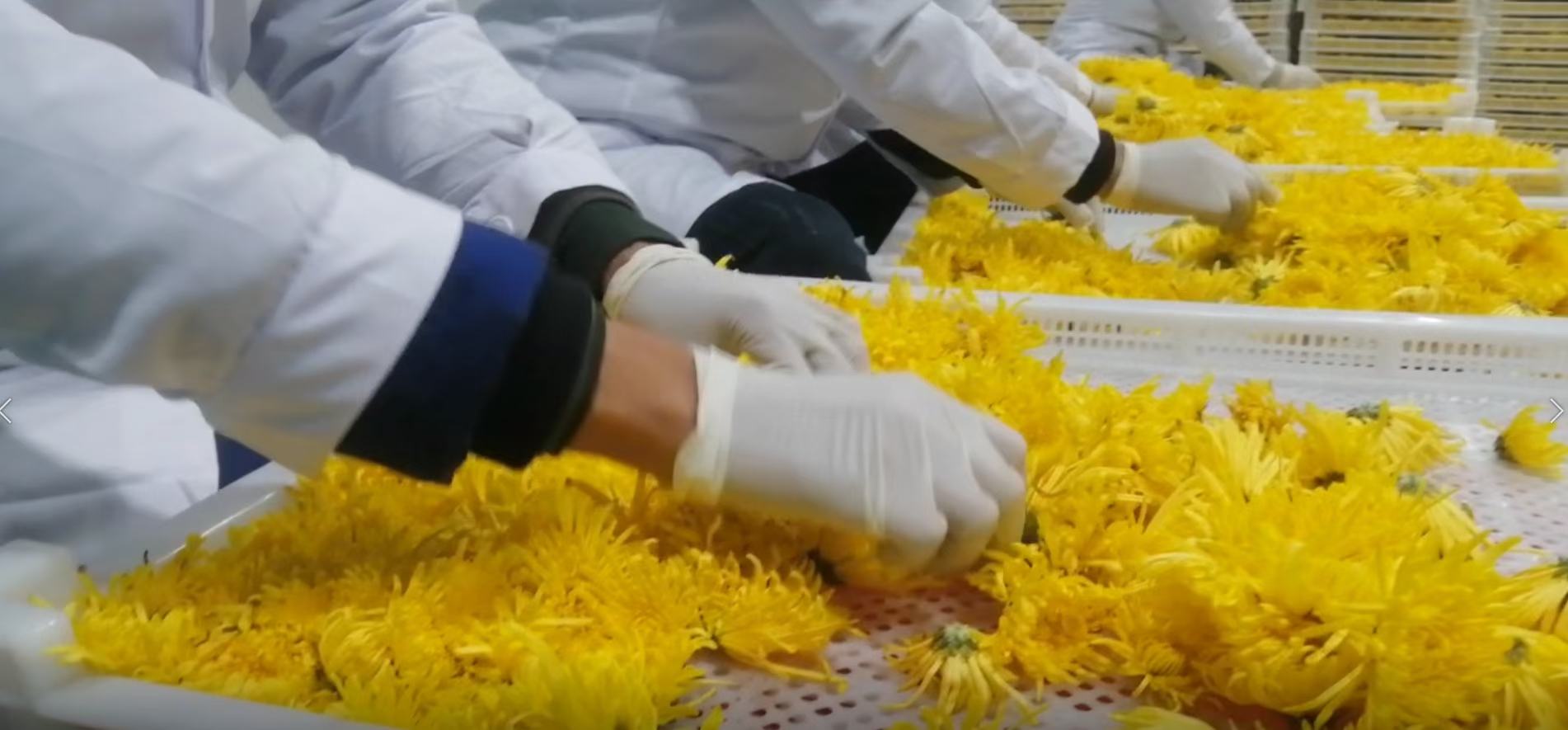 金丝皇菊茶冲泡过程展示