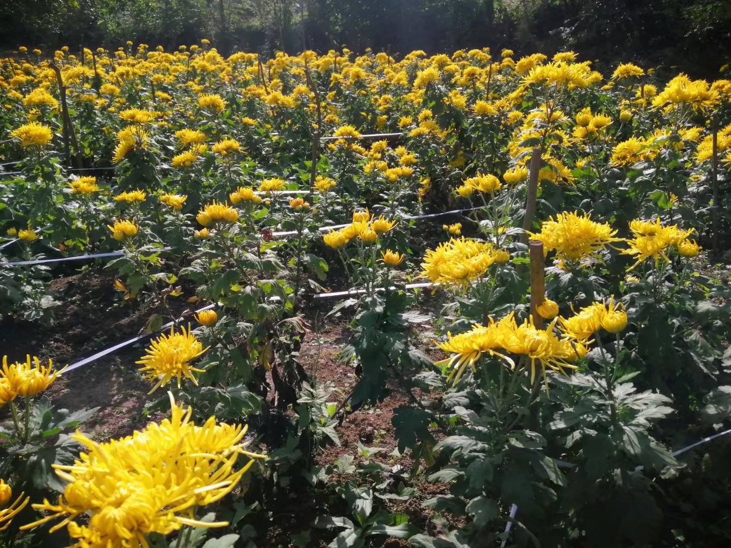 办公室人群饮用金丝皇菊枸杞黄芪茶实景