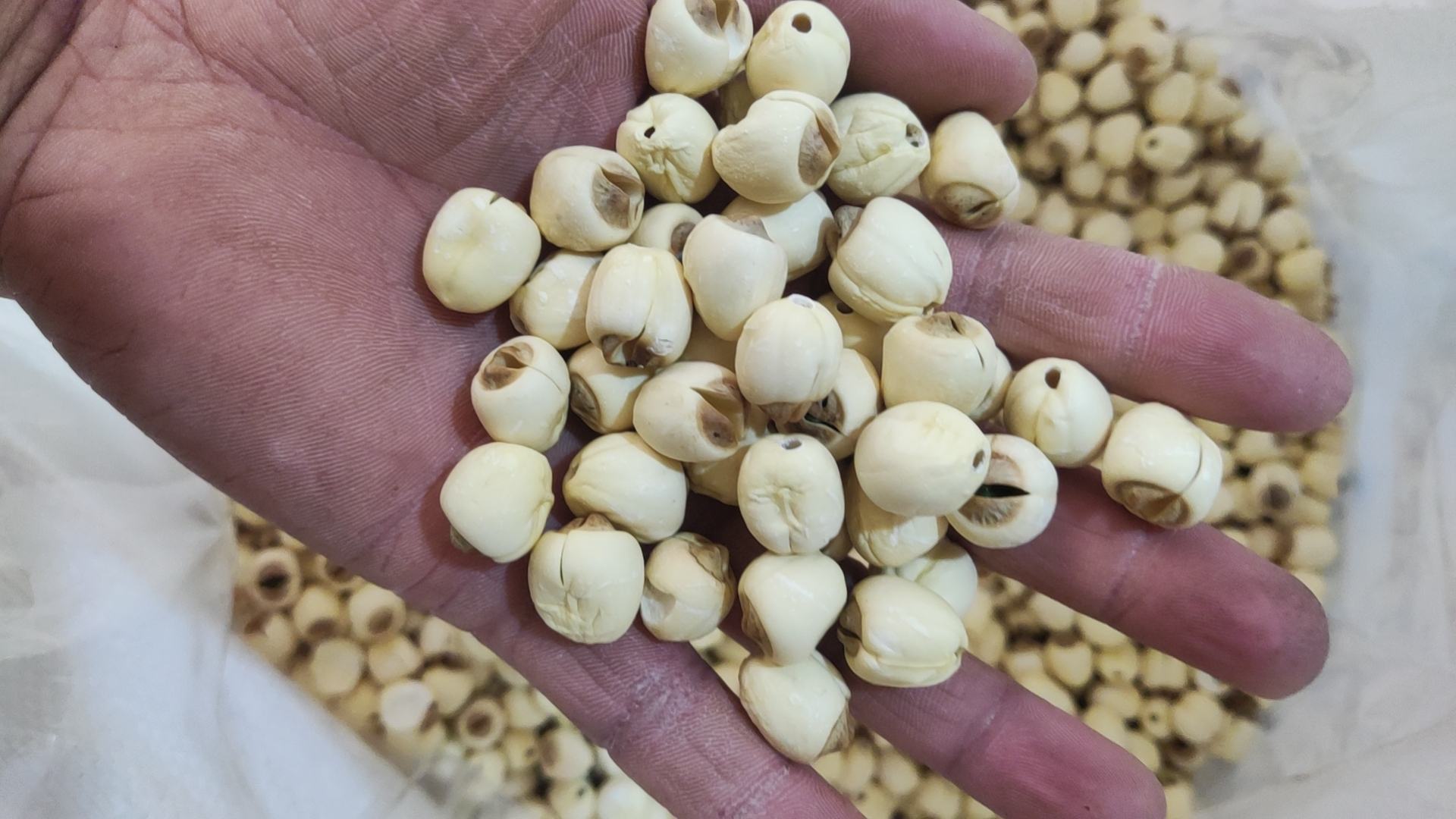 莲心泡茶示意图
