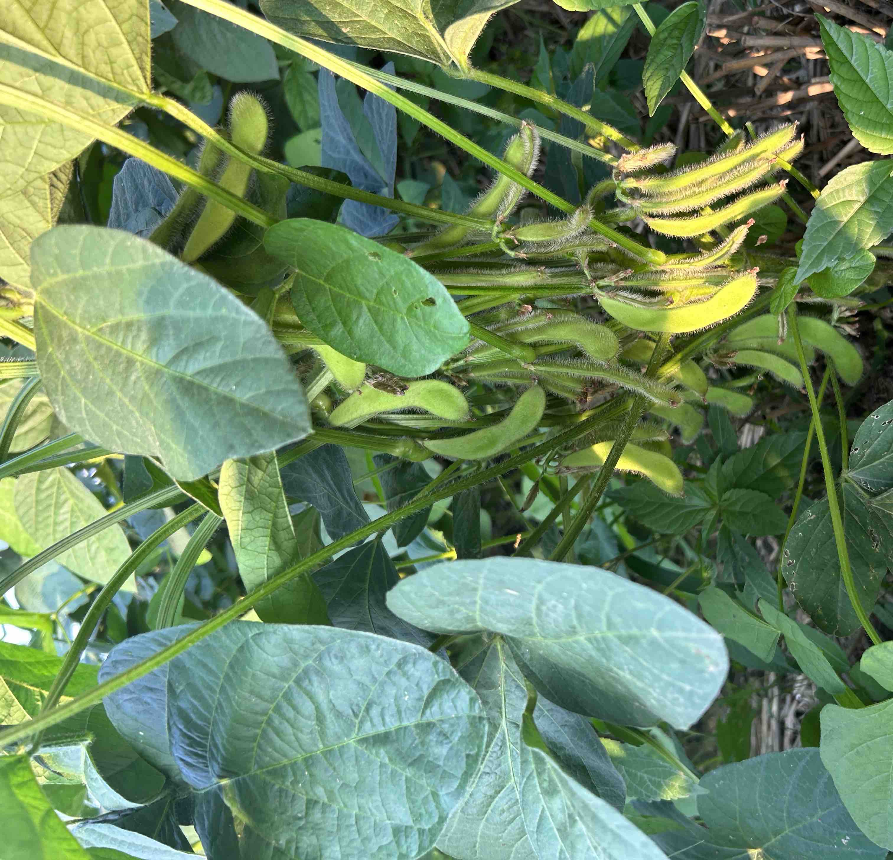 一片绿意盎然的农田中,生长着整齐排列的红珍珠1号毛豆植株,叶片翠绿,茎秆粗壮,部分植株已挂满饱满的豆荚;近景可见豆荚表面密布绒毛,部分豆荚微微开裂,露出内部深红色的豆粒,阳光照射下呈现出自然光泽 红珍珠1号鲜摘毛豆植株全景